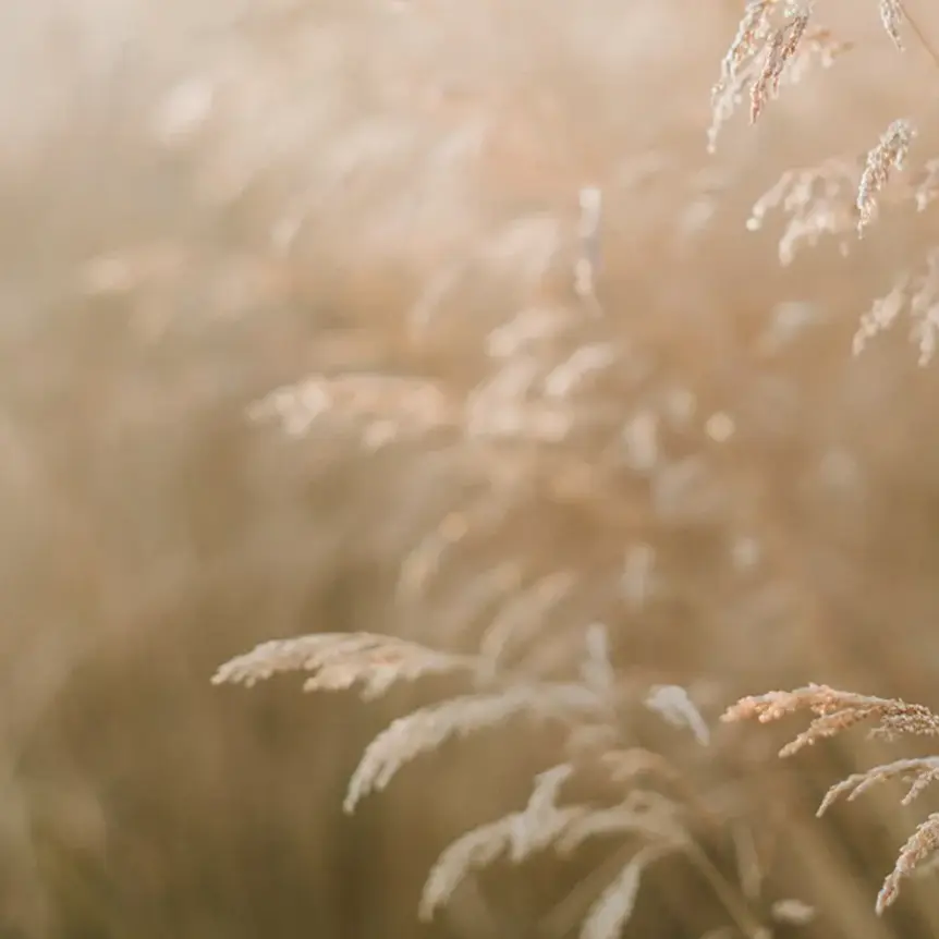 Late afternoon light across a field of soft golden grasses