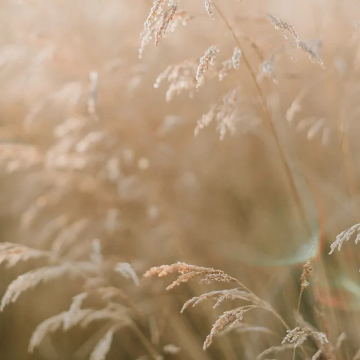 Orlando Thrive Therapy Pricing