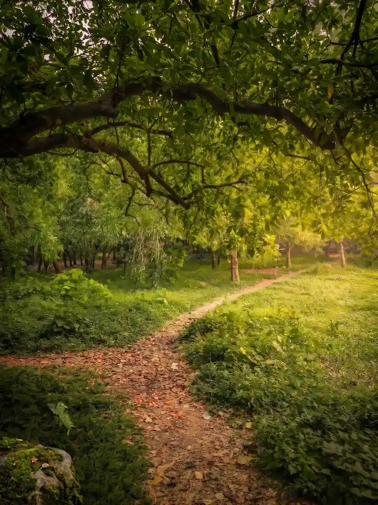 Discernment Counseling vs Couples Therapy