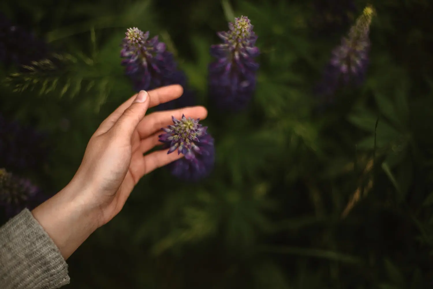 A close-up of hands gently touching a flower, illustrating the sensory grounding techniques used in PTSD therapy to help clients stay present.